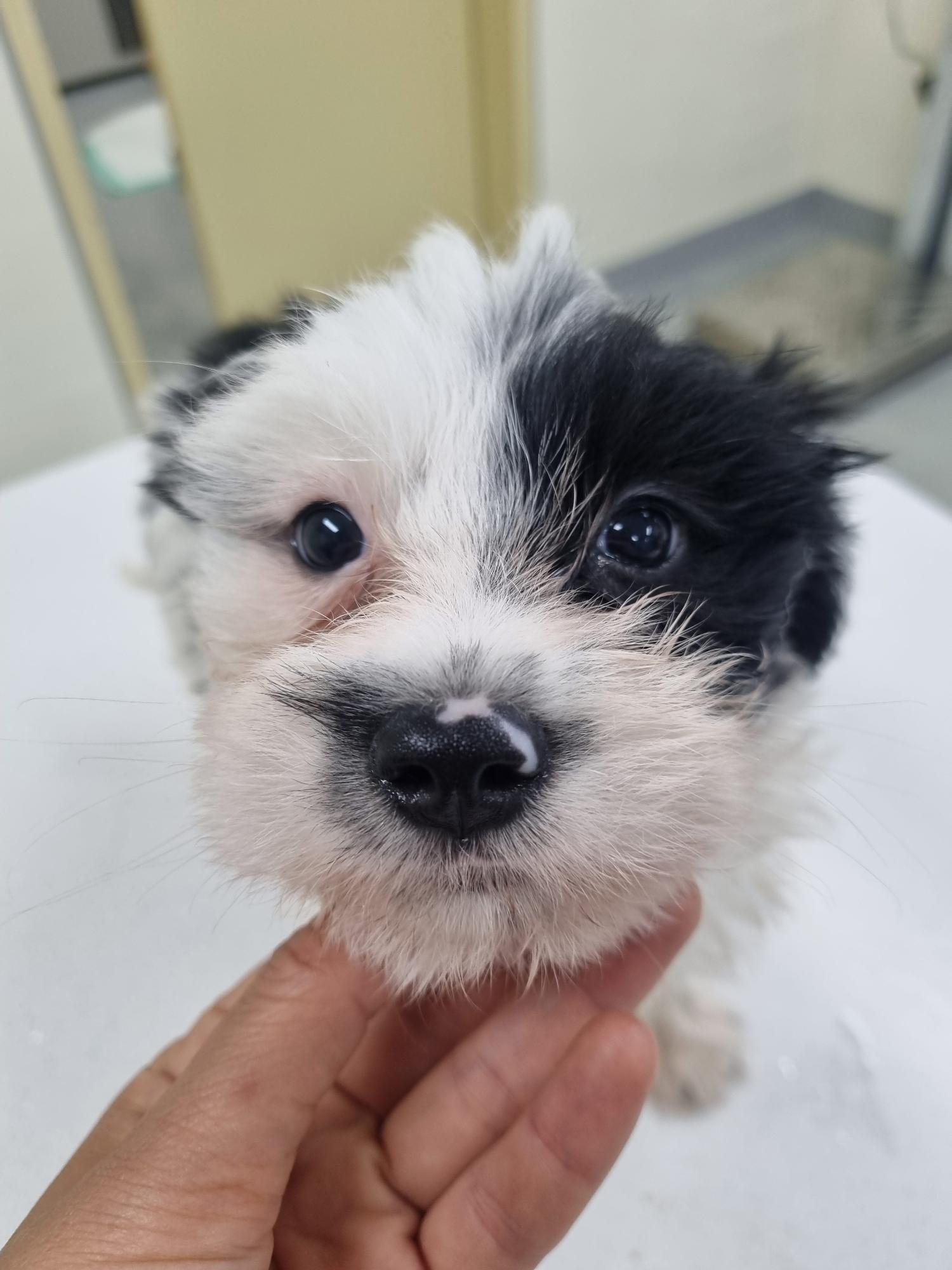 아산동물복지지원센터_444452202301253